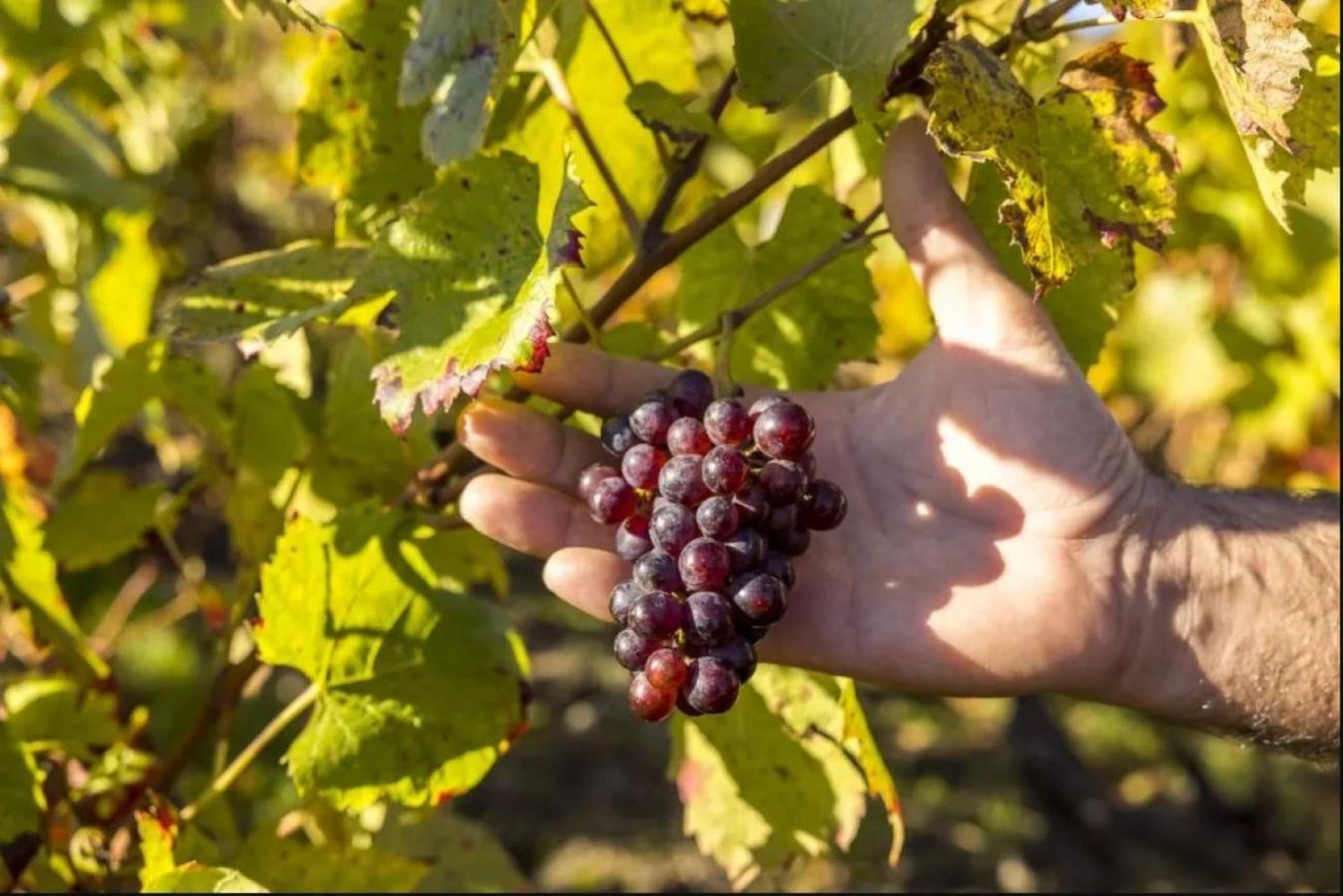De Campagne Le Petit Pré Gizeux